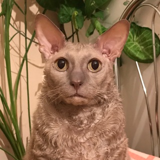 Telegram profile photo for Клёпушка