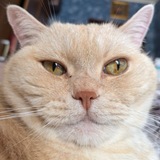 Telegram profile photo for Газированная табуретка @