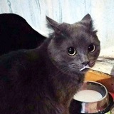Telegram profile photo for Душенька моя