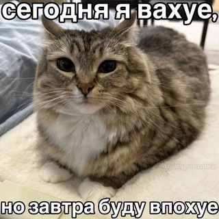 Telegram profile photo for тысяча врагов💀
