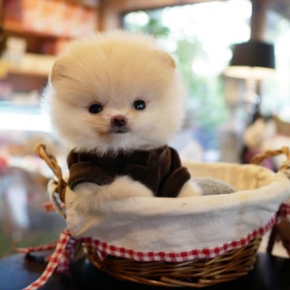 Telegram profile photo for 🐶Petshop ramin🐶