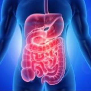 Telegram profile photo for Abdomen Anatomy