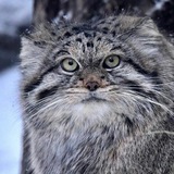 Telegram profile photo for Манулы вне формата