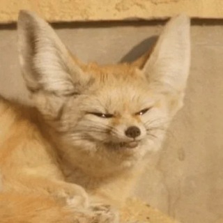 Telegram profile photo for Funny Fennecs! (Spooky edition)