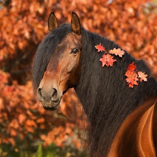 Telegram profile photo for лошади как..