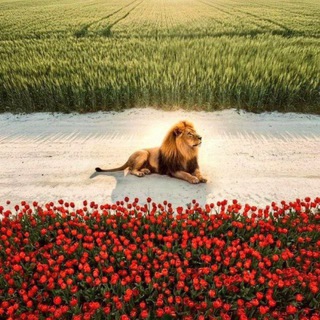 Telegram profile photo for 🕊یه روز خوب میاد 💔🕊