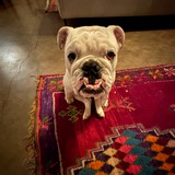Telegram profile photo for TIBOR Portal