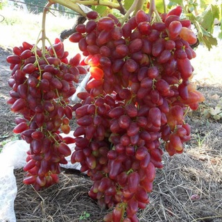 Telegram profile photo for 🍇 Виноград Белогорья