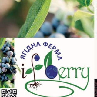 Telegram profile photo for Ягідна Ферма «IF Berry»