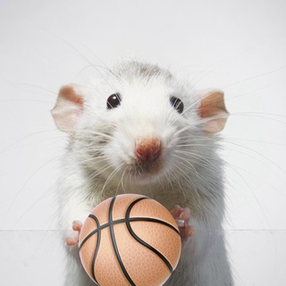 Telegram profile photo for rats wif bols portal