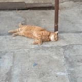 Telegram profile photo for Лайф канал