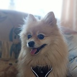 Telegram profile photo for Лоты от Евки