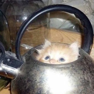 Telegram profile photo for зеленый-мой любимый цвет