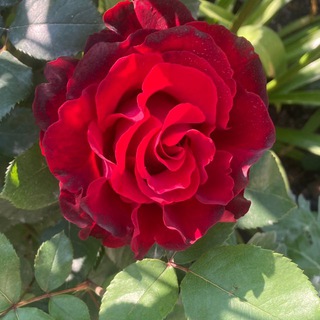 Telegram profile photo for Сад утомлённый солнцем🌞