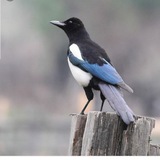 Telegram profile photo for کشکرت
