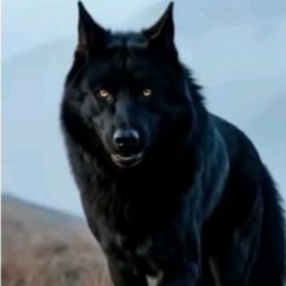 Telegram profile photo for EL LOBO ♦️ALPHA Officiel