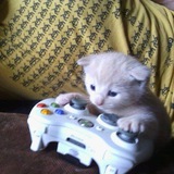 Telegram profile photo for rate n kritsar @dBanting