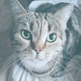 Telegram profile photo for Ариримка