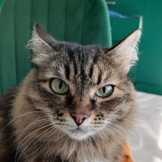 Telegram profile photo for Чернильный Балаган