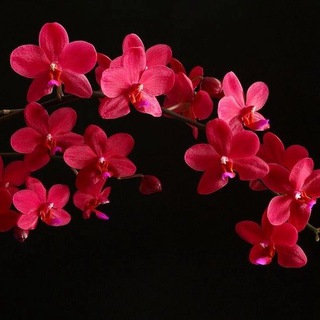 Telegram profile photo for Orchid Garden