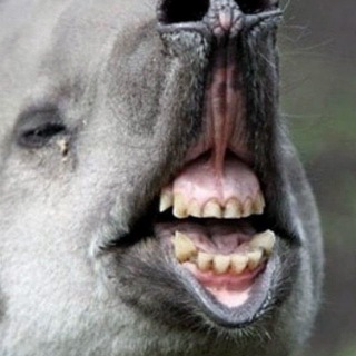 Telegram profile photo for ОМЕРЗИЛИЩЕ