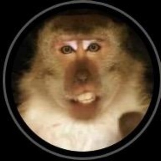 Telegram profile photo for Jimmy - Hasbulla's Monkey CTO
