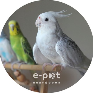 Telegram profile photo for 🦜 Папуги/Птахи Україна | Продаж та прилаштування | e-pet