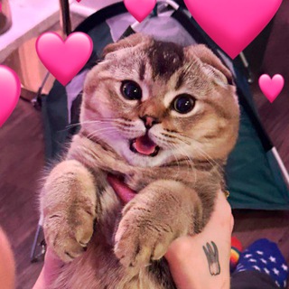 Telegram profile photo for Кошачьи лапки 🐾