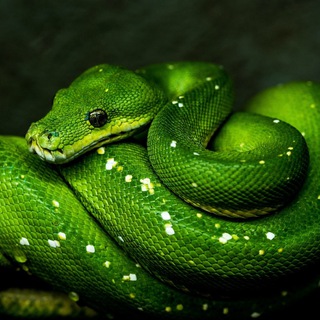 Telegram profile photo for Web3 & Python