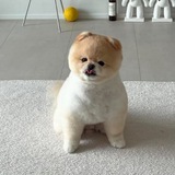 Telegram profile photo for MOK Portal
