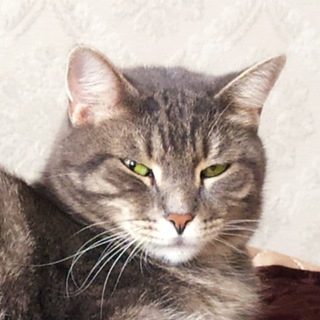 Telegram profile photo for Очередной канал с котами