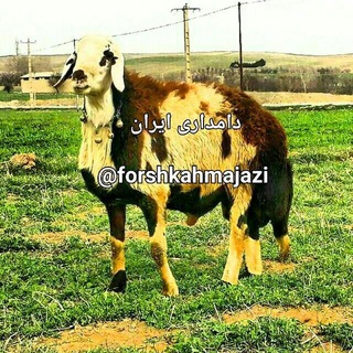 Telegram profile photo for دامداری ایران
