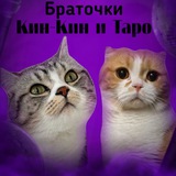Telegram profile photo for Браточки Кин-Кин и Таро