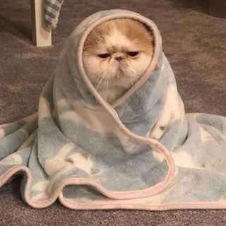 Telegram profile photo for 'закрыт'.. | ах ты козёл, козззёл💋
