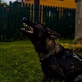 Telegram profile photo for ᴍᴏɴᴊáɴᴏs.