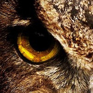 Telegram group profile photo for Что? Где? Когда?