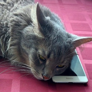 Telegram profile photo for Кот Томас//Котопес//Пушистик