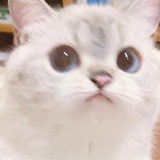 Telegram profile photo for miaw♥️