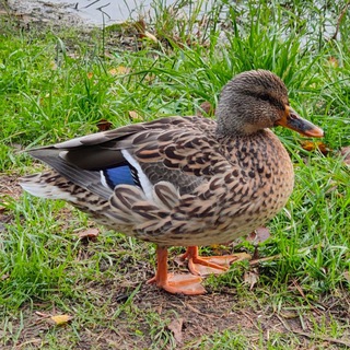 Telegram profile photo for Гохай Серёжа