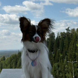 Telegram profile photo for Логово Ушастого🐾🌾