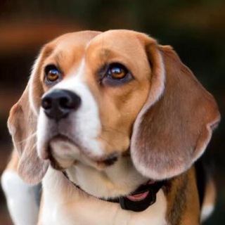Telegram profile photo for Бигль Клуб 🐕 Общение и Советы