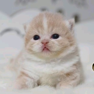 Telegram profile photo for Котомалыши