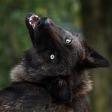 Telegram profile photo for Волки с глупыми лицами