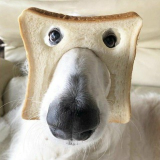 Telegram profile photo for друмдум 🥠🥠