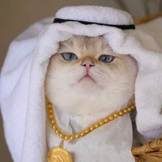Telegram profile photo for Habibi Cat Calls 🐈
