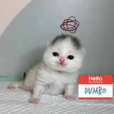 Telegram profile photo for Dumbo