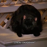 Telegram profile photo for Слёзы ожирения