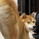 Telegram profile photo for Санëк Прекрасный