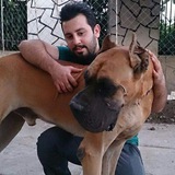 Telegram profile photo for Great Dane ™
