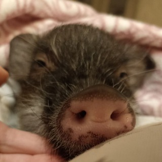 Telegram profile photo for Минипиг Габби Gabbi.pig